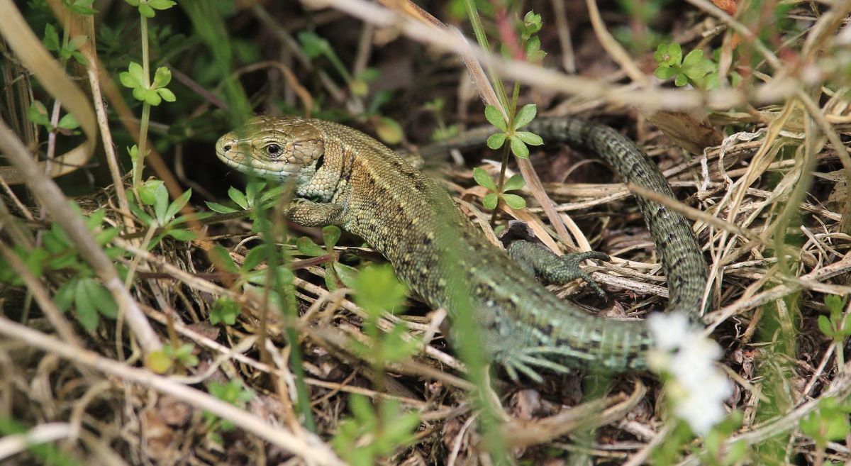 The Common Lizard 